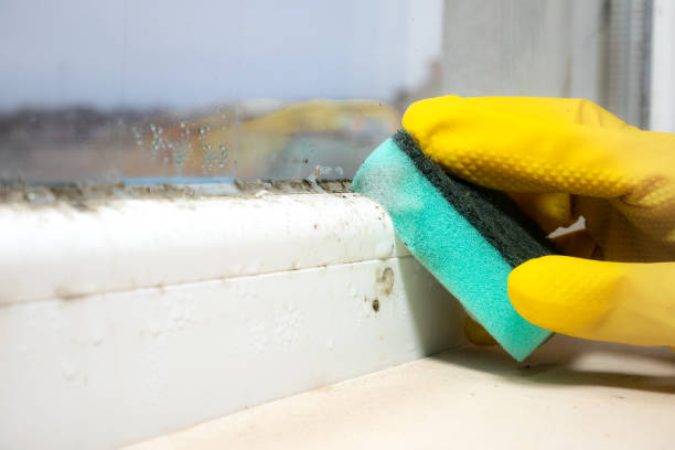 Mold Remediation for Vacation Homes in Girard, PA